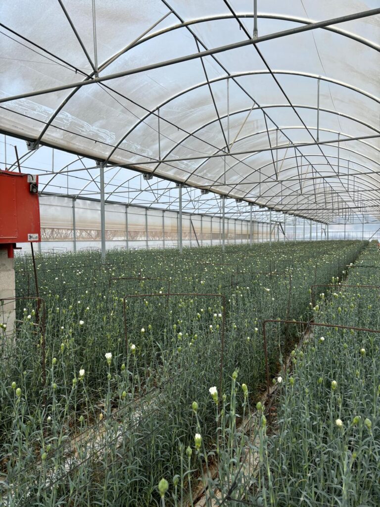 flores juan soria e hijos 11.37.05 1