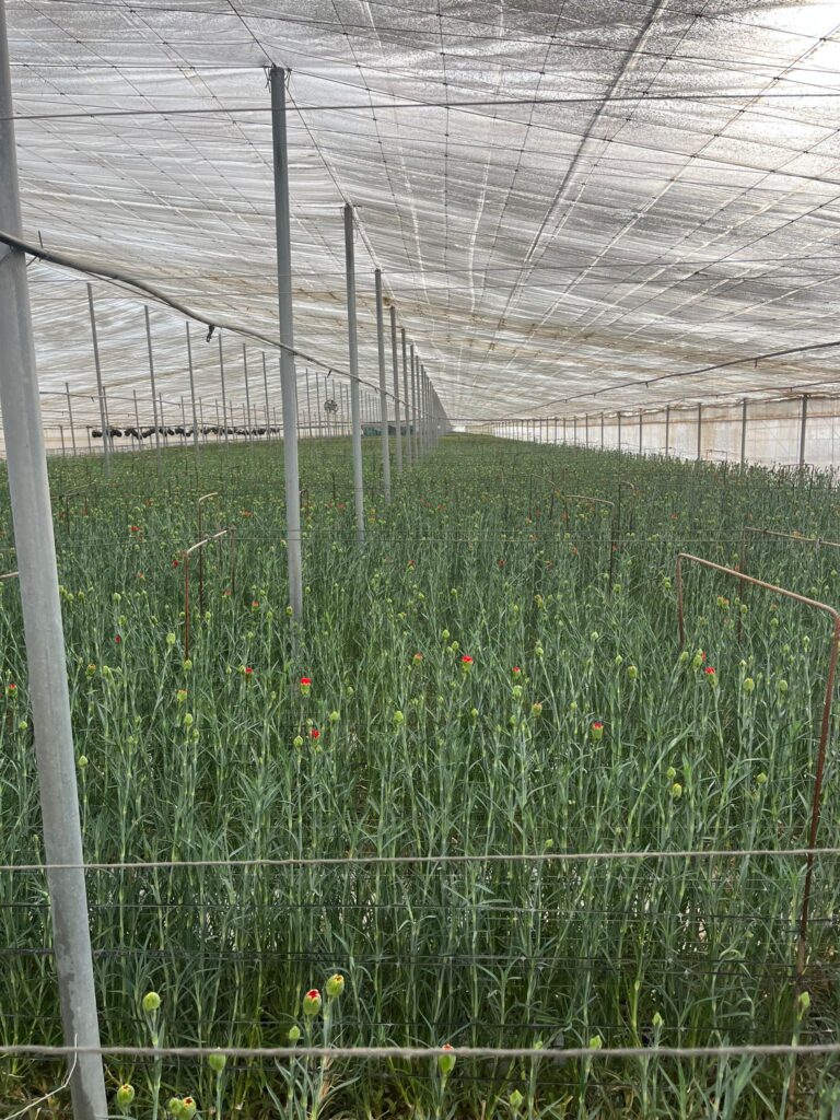 flores juan soria e hijos 11.37.05