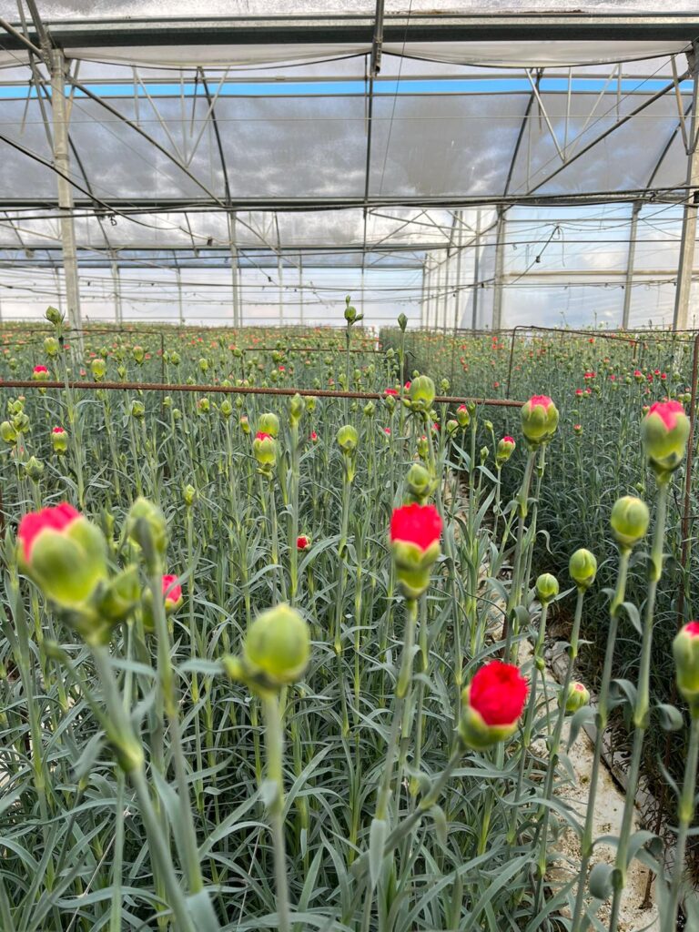 flores juan soria e hijos 11.44.34