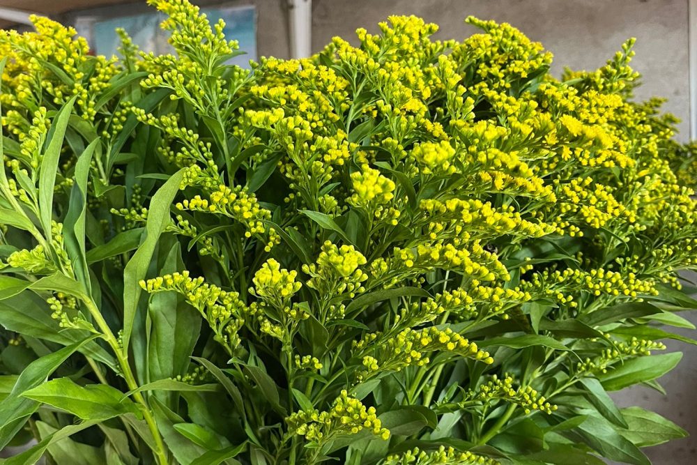 flores juan soria e hijos 11.37.02