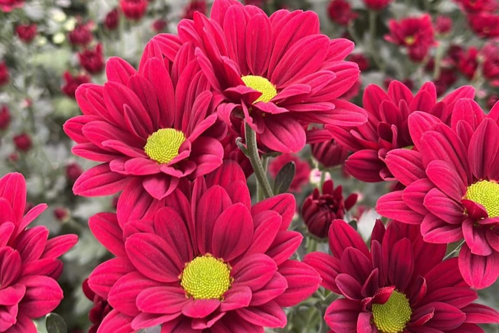 flores juan soria e hijos 11..37.03 1