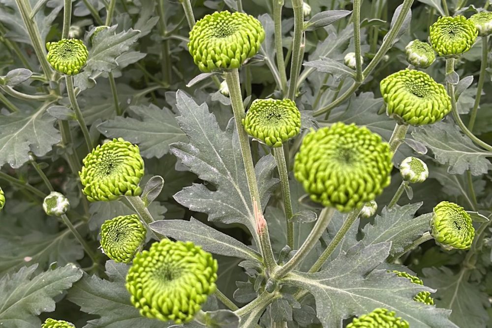 flores juan soria e hijos 11.37.03 2