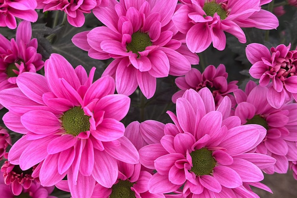 flores juan soria e hijos 11.37.03